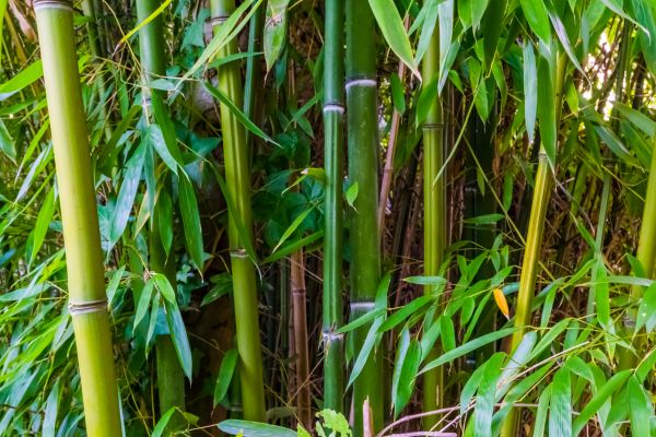 Bamboo Trimming in Valencia