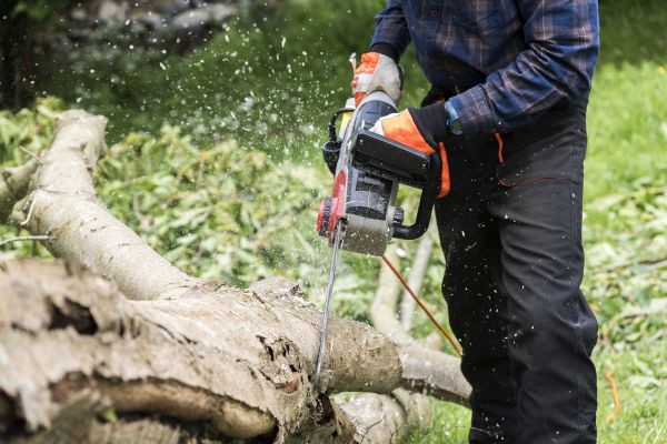 Branch Removal Service in Valencia