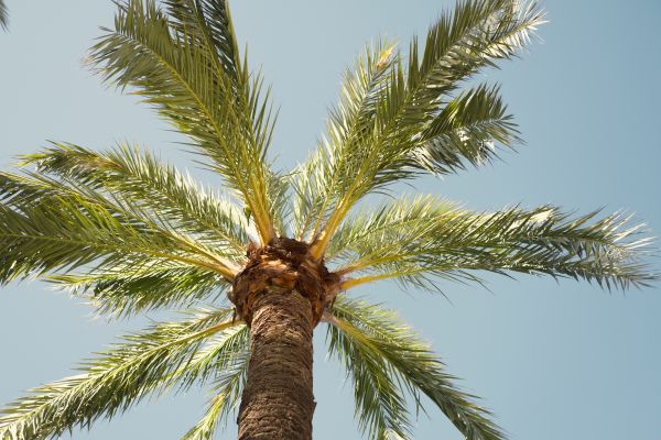 Palm Tree Pruning in Valencia
