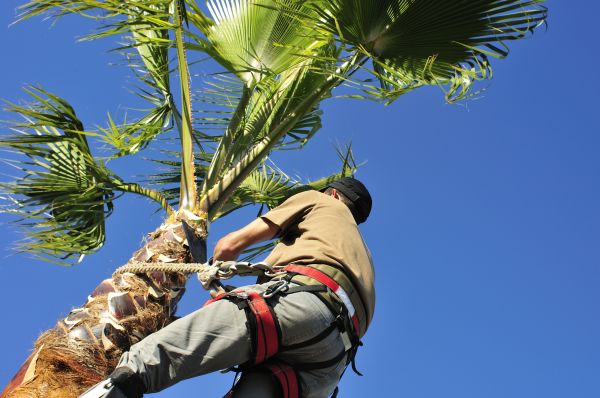 Palm Tree Trimming in Valencia