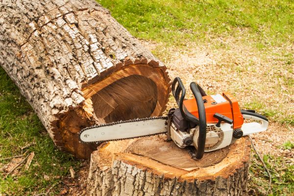 Tree Cutting Service in Valencia