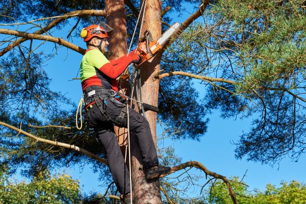 Tree Service in Valencia