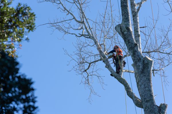 Tree Topping Service in Valencia