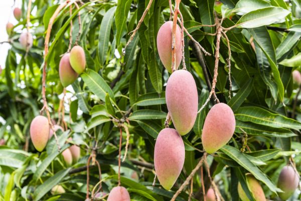 Mango Tree Trimming in Valencia