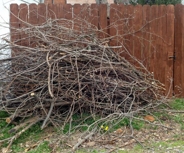 Dead Branch Removal in Valencia