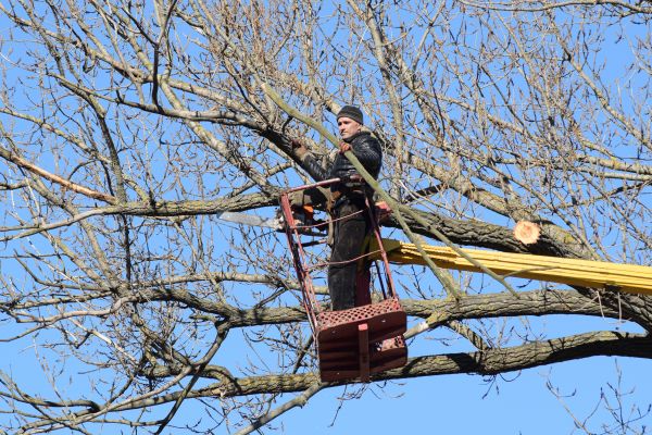 Emergency Tree Trimming in Valencia