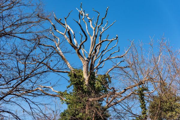 Deadwood Removal in Valencia