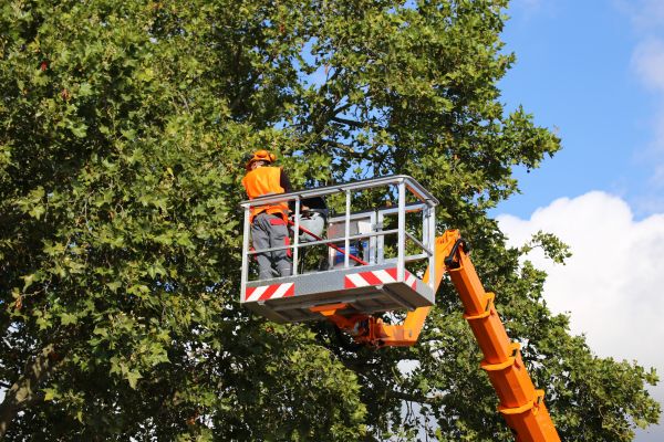 Commercial Tree Service in Valencia