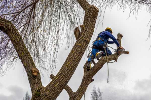 Tree Maintenance Service in Valencia