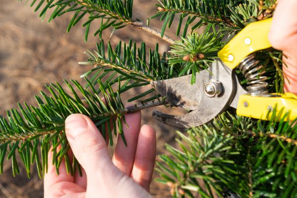 Pine Tree Pruning in Valencia