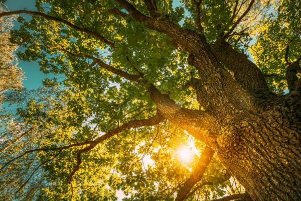 Oak Tree Pruning in Valencia