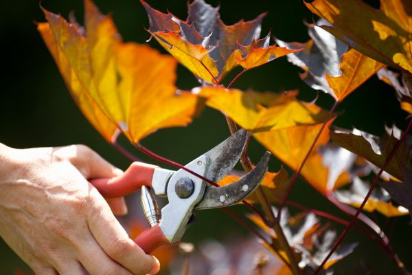 Maple Tree Pruning in Valencia