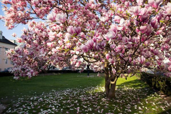 Magnolia Tree Pruning in Valencia