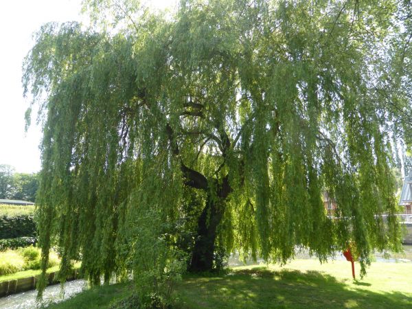 Willow Tree Trimming in Valencia