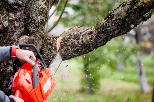 Tree Limbs Removal in Valencia