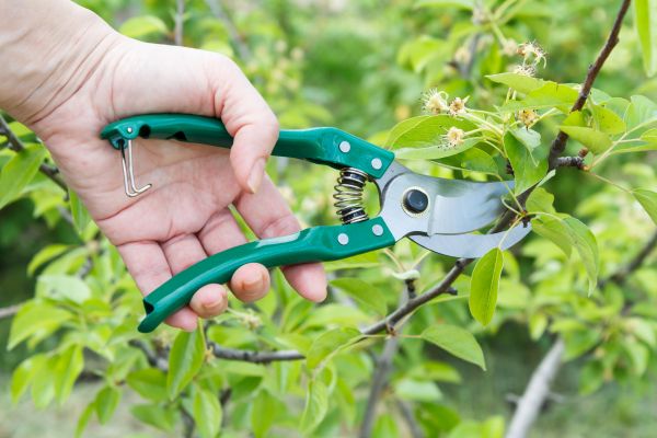 Pear Tree Pruning in Valencia