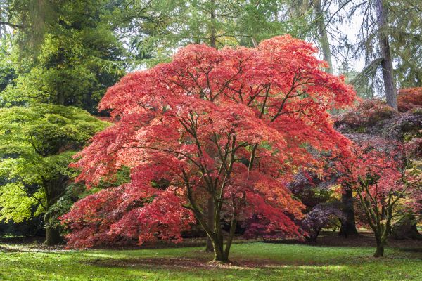 Japanese Maple Pruning in Valencia