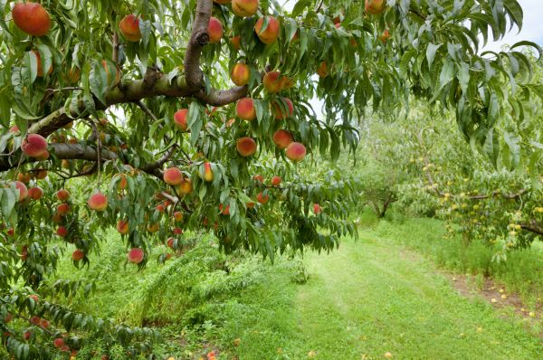 Peach Tree Pruning in Valencia