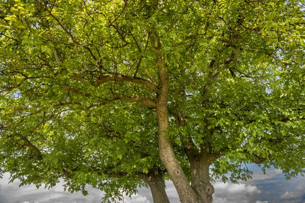 Walnut Tree Trimming in Valencia