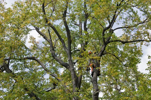 Tree Crown Shaping in Valencia