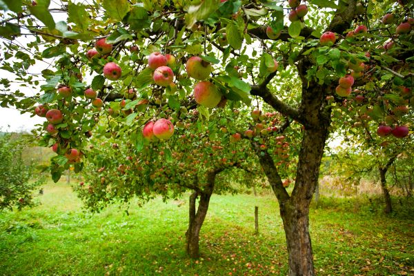 Apple Tree Pruning in Valencia