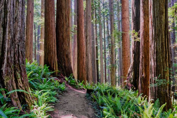 Redwood Tree Trimming in Valencia