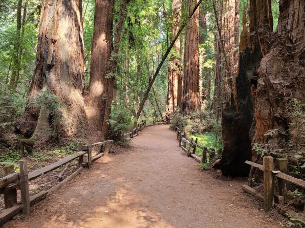 Redwood Tree Pruning in Valencia
