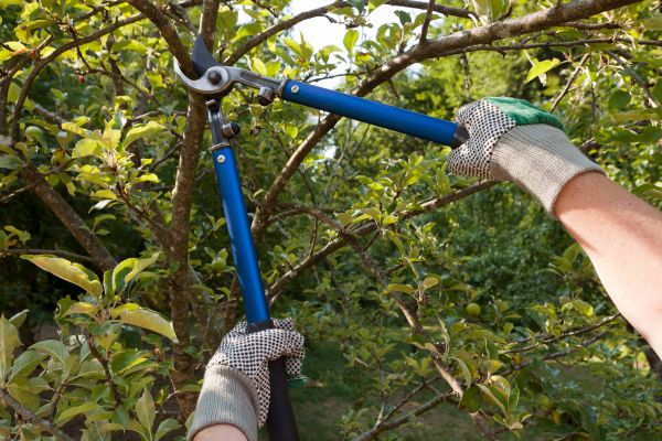 Residential Tree Pruning in Valencia