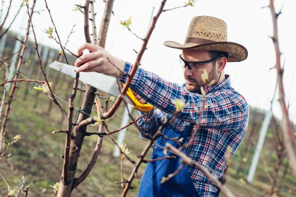 Orchard Tree Pruning in Valencia