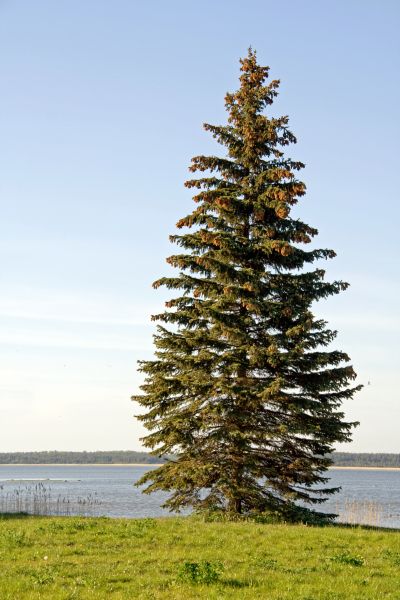 Spruce Tree Pruning in Valencia