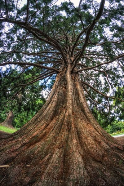 Cedar Tree Pruning in Valencia