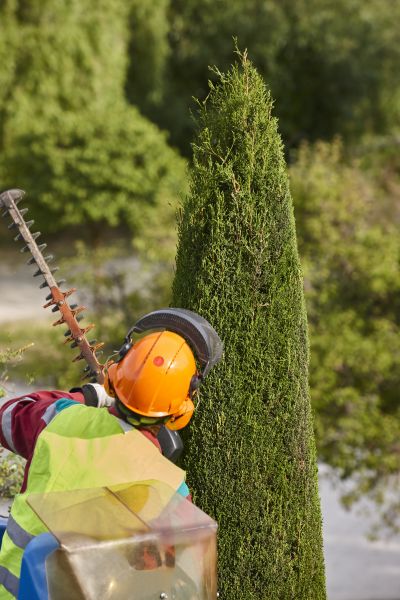 Cypress Tree Trimming in Valencia