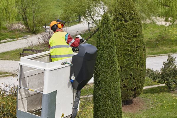 Cypress Tree Pruning in Valencia