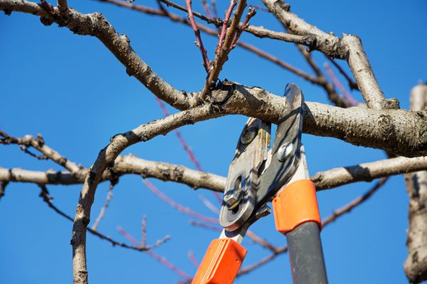 Peach Tree Trimming in Valencia