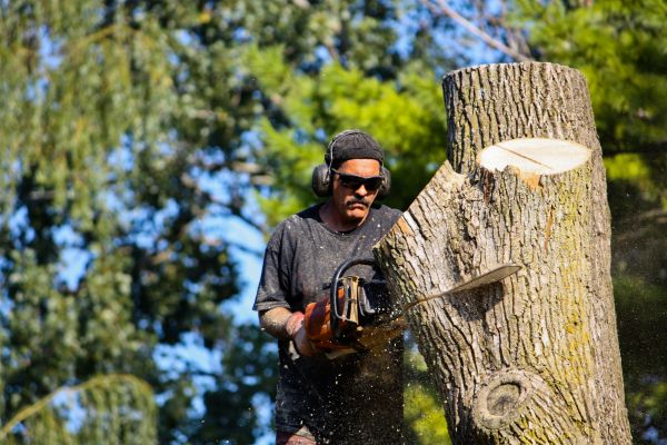 Ash Tree Pruning in Valencia