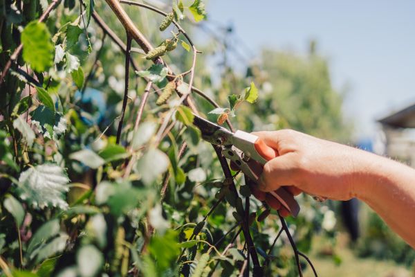 Birch Tree Pruning in Valencia