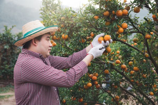 Orange Tree Pruning in Valencia