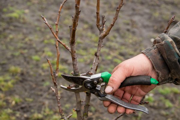 Pear Trees Pruning in Valencia