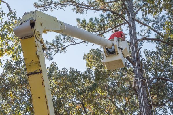 Limbs Trimming in Valencia