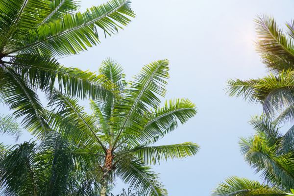 Queen Palm Tree Trimming in Valencia