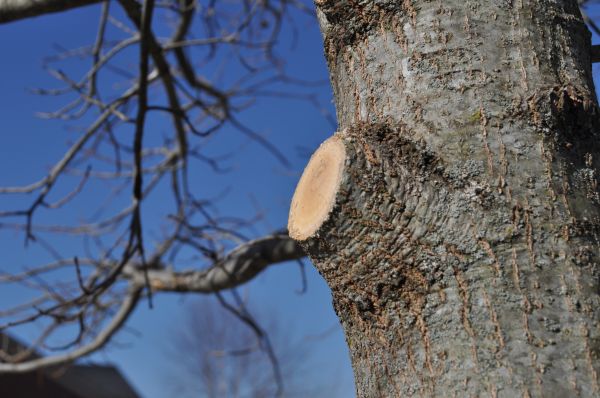 Limb Pruning in Valencia