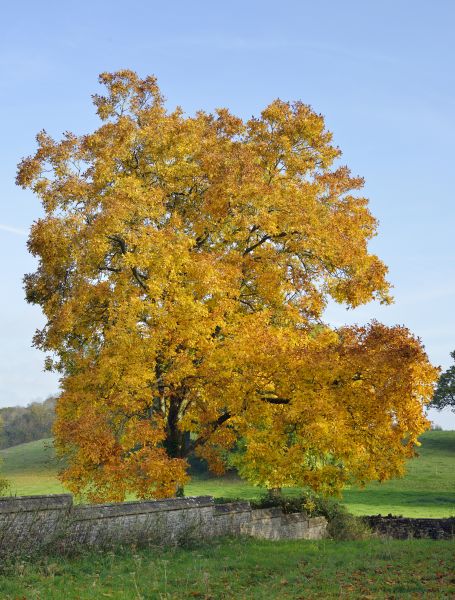 Hickory Tree Trimming in Valencia