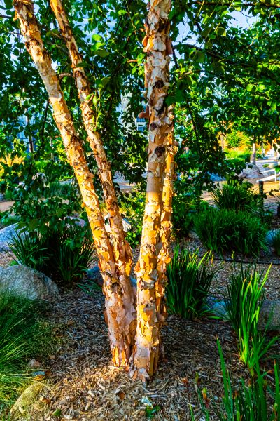 River Birch Trimming in Valencia