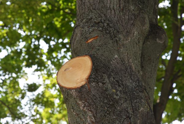 Limb Cutting in Valencia