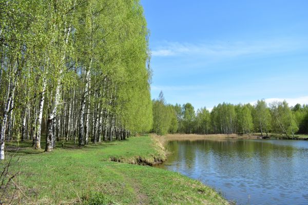 River Birch Pruning in Valencia