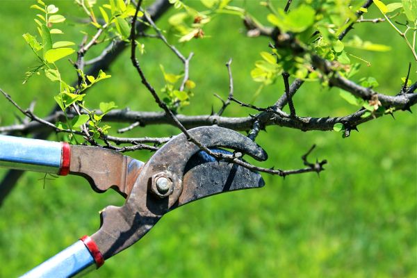 Branches Pruning in Valencia
