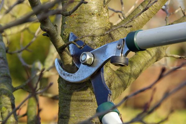 Tree Limb Trimming Service in Valencia