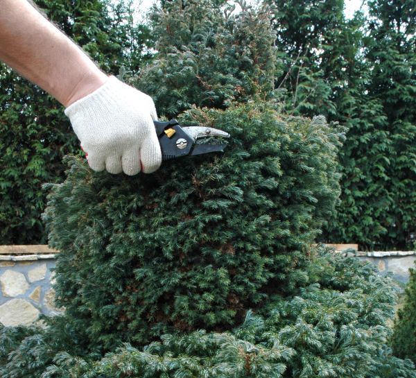Ornamental Tree Trimming in Valencia