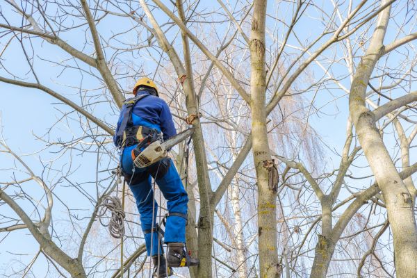 Large Tree Trimming in Valencia