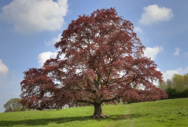 Beech Tree Pruning in Valencia